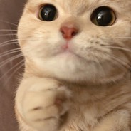 鸡大梨大篱笆大