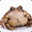 ToadLump
