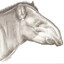 tapir
