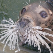 Тюлень Тюленич