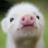 МУЛЬТИСЛАВ)