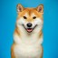 Shiba