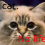 n0.cat.n0.life101