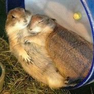 老子打的就是精锐