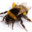 Bee Bumble