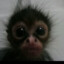 Monkey Man