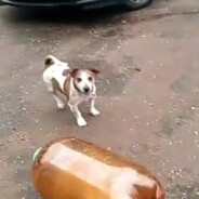 Пивной кегельман