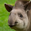 Tapir_Manneke