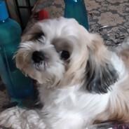 shima wallheacks | HvH?