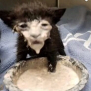 БИГ СИСИ ЛАЙФ