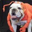 dobbylobster