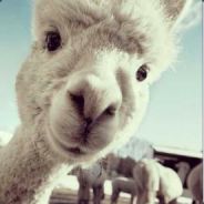 连续不一定可导