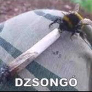 DZSONGÓ