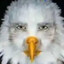 Marvin Beak