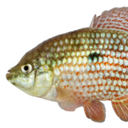 FEESH