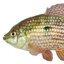 FEESH