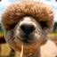 Mongolian Alpaca