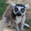 lemur