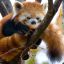 Red Panda