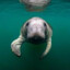 Manatee