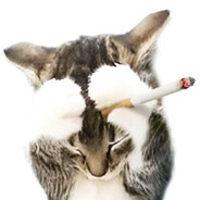 Camel Crush Connoisseur Steam avatar