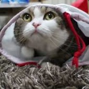 The_super_jester