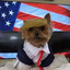 President Meatpupp
