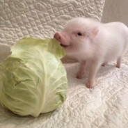 白茶清欢无别事