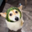 tretqtgfeg