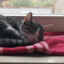 Katzenmagnet