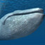 Blue Whale