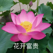 花开富贵是你妈