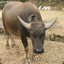 big_water_buffalo