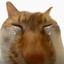 Inugegre333