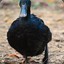 Black Duck