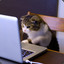 hacker cat