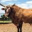 BushWacker