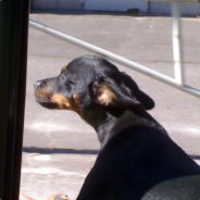 newbie++ - steam id 76561197962174887