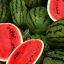 Watermelons