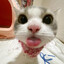 I wish I was a cat