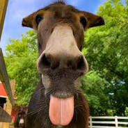 Donkey