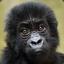 Harambe Jr.
