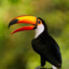 ColdToucan