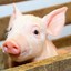Piglet