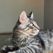 25只猫的铲屎官