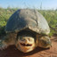 Happy Turtle Of Dundu