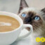 Coffee Cat