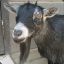 domestic_goat