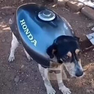 guilhermesilva030502