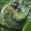 Mossy Sloth